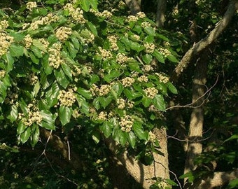 Japanese Raisin Tree Seeds (Hovenia dulcis) 15+Seeds