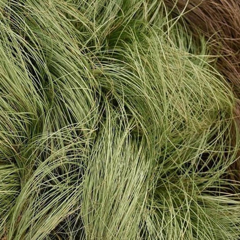 Carex Frosted Curls Ornamental Grass Seeds Carex comans 20Seeds image 3