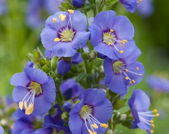 Jacobs Ladder Blue Flower Seeds (Polemonium Caeruleum) 50+Seeds