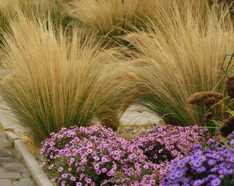 Mexican Feather Grass Seeds (Stipa tenuissima) 50+Seeds