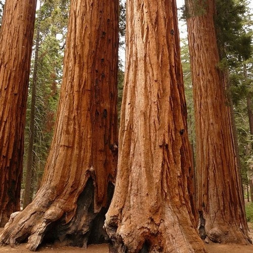 Giant Sequoia Tree Seeds (Sequoiadendron giganteum) 15+Seeds