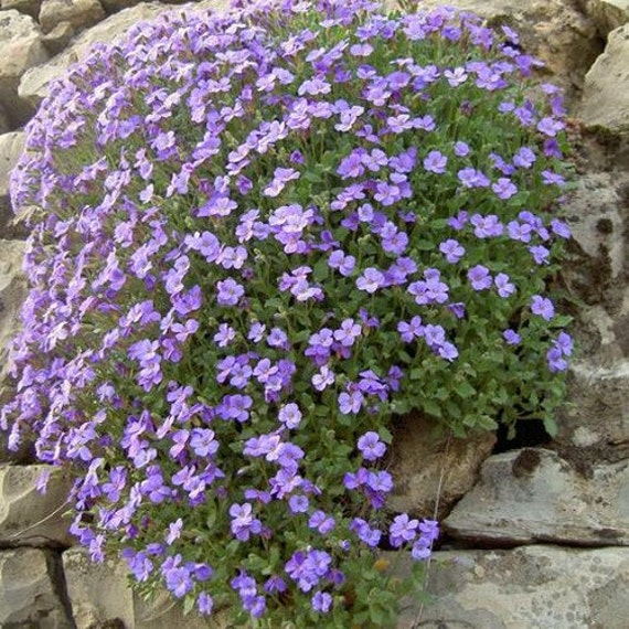 Аубриета Cascade Purple аубриета gardenplants