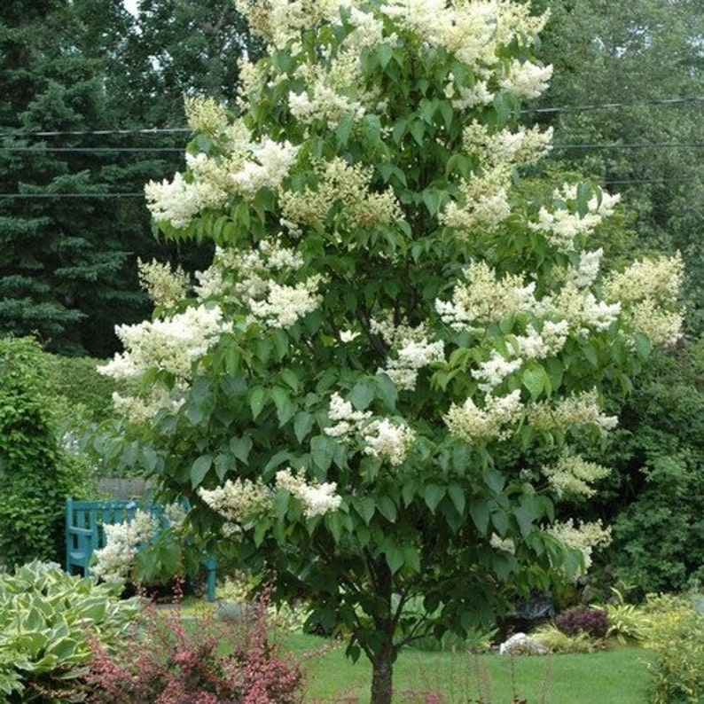 Japanese Tree Lilac Seeds Syringa reticulata 20Seeds image 1