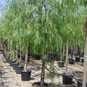 Peruvian Pepper Tree Seeds Schinus molle 10Seeds image 3