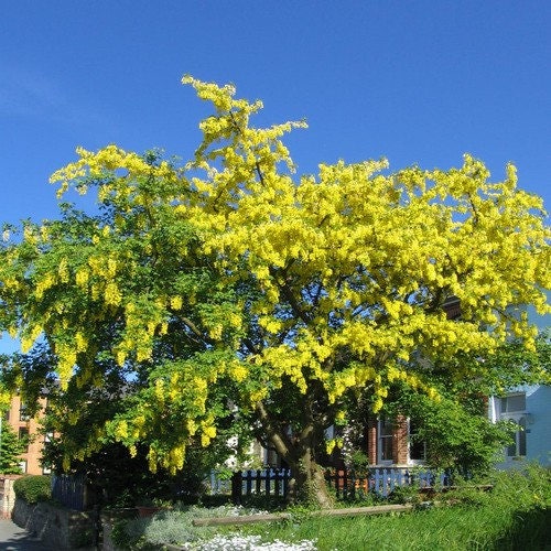 Golden Chain Tree Seeds laburnum Anagyroides 25seeds Etsy