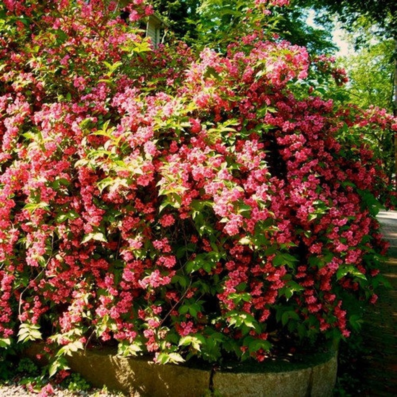 Old Fashioned Weigela Bush Seeds Weigela florida 40Seeds image 1