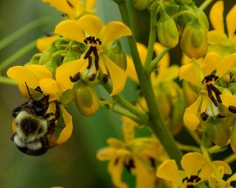 Wild Senna Bush Seeds (Cassia marilandica) 25+Seeds