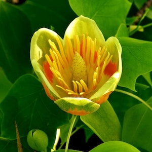 Chinese Tulip Tree Seeds (liriodendron chinense) 20+Seeds