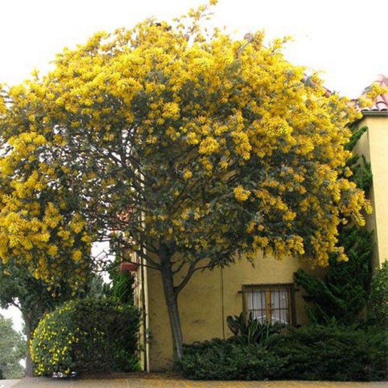 Golden Mimosa Tree Seeds Acacia Baileyana 20Seeds image 2