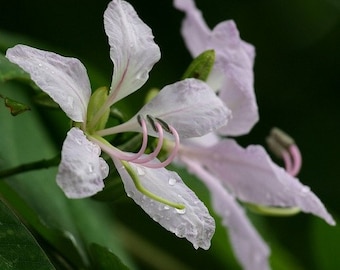 White Orchid Tree Seeds (Bauhinia purpurea Alba) 5+Seeds