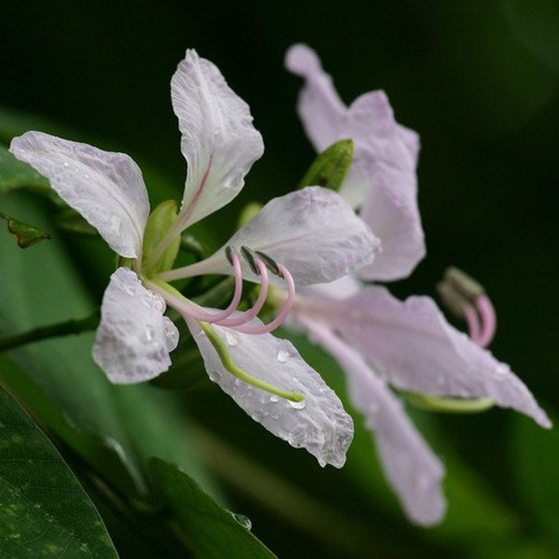 White Orchid Tree Seeds Bauhinia purpurea Alba 5Seeds image 1