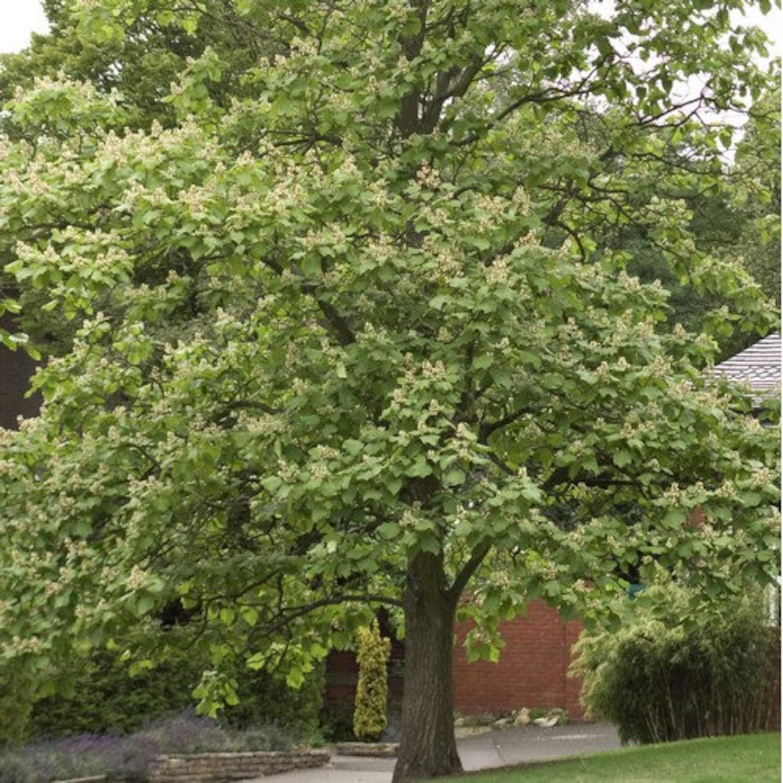 Chinese Catalpa Tree Seeds catalpa Ovata 15seeds | Etsy