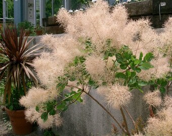 smoke tree seed pod European Smoke Tree Seeds (cotinus Coggygria) 30+seeds
