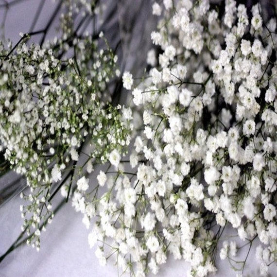 Babys Breath Flower Seeds gypsophila Elegans 200seeds 