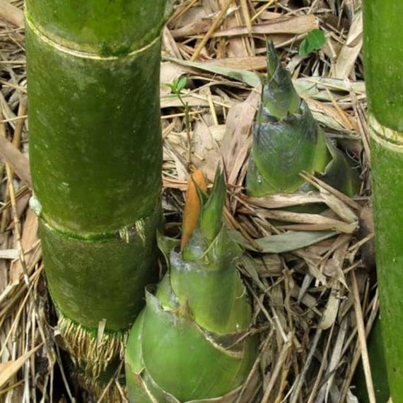Calcutta Bamboo USA Male Bamboo Dendrocalamus Strictus 10 Seeds Solid Bamboo