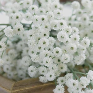 Creeping Babys Breath Ground Cover Seeds (Gypsophila Repens White) 100+Seeds