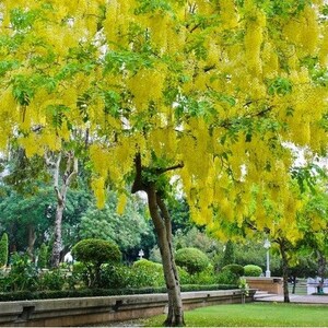 Golden Shower Tree Seeds Cassia fistula 25Seeds image 2