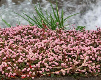 Pinkhead Smartweed Ground Cover Seeds (polygonum Capitatum) 50+