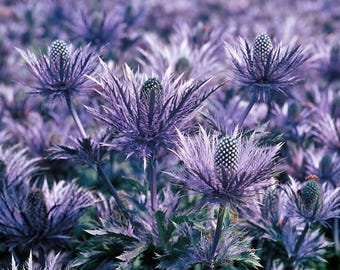 Alpine Sea Holly Flower Seeds (Eryngium Alpinum Superbum) 20+Seeds