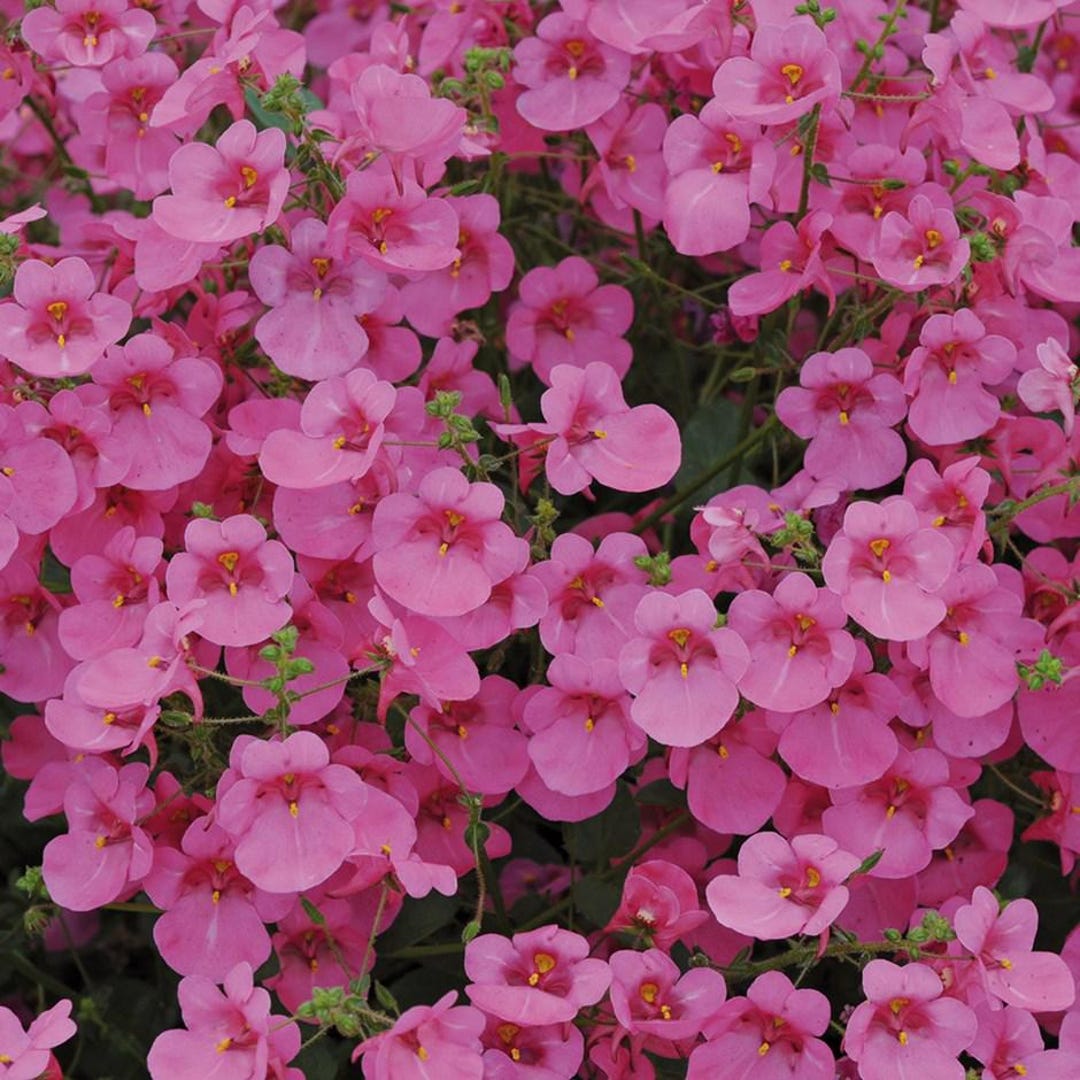 プルメリア『Pink pudica』挿木苗 白花プディカのハイブリッド品種！ Dwarf — Jim Little Plumeria JAPAN
