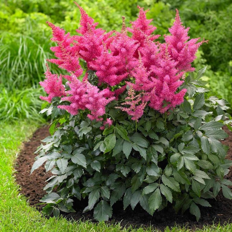 UnderTheSunSeeds Astilbe Pumila Flower Seeds