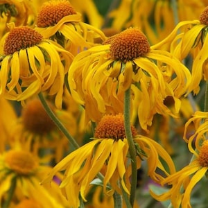 Orange Sneezeweed Flower Seeds (Helenium Hoopesii) 50+Seeds