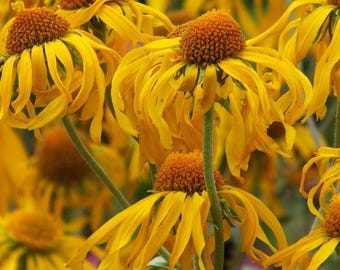 Orange Sneezeweed Flower Seeds (Helenium Hoopesii) 50+Seeds