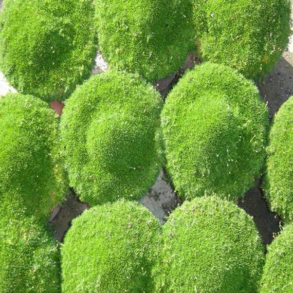 Irish Moss Groundcover Seeds – 500ct Heirloom Perennial Bulk Pack For Planting