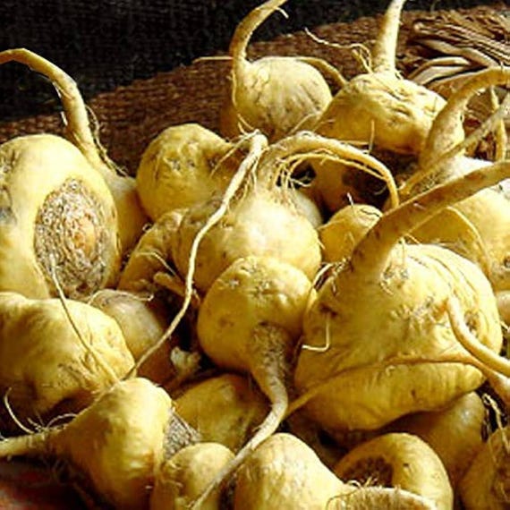 Peruvian Ginseng Plant Seeds (lepidium Meyenii) 15+seeds - Etsy