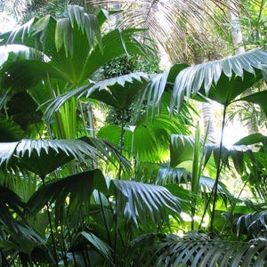 Panama Hat Palm Seeds (Carludovica palmata) 10+Seeds