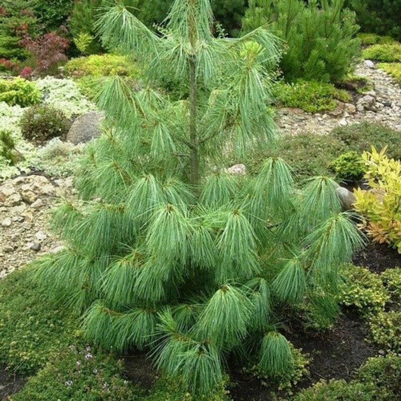 Himalayan White Pine Tree Seeds Pinus wallichiana 20Seeds image 3