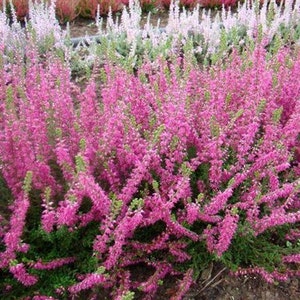 Graines de couvre-sol de bruyère écossaise Calluna vulgaris 50Graines image 3