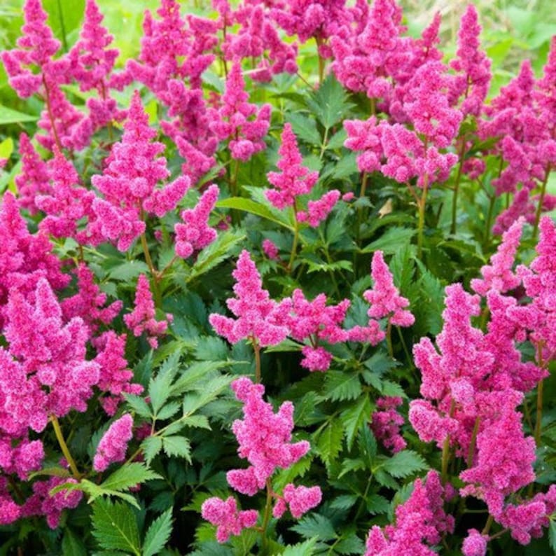 UnderTheSunSeeds Astilbe Pumila Flower Seeds - Thumbnail 2