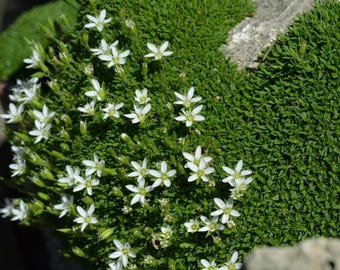 Arenaria Mountain Sandwort Groundcover Seeds (Arenaria Montana) 50+Seeds