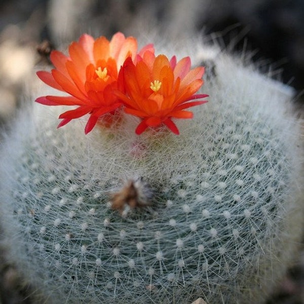 Scarlet Ball Cactus Seeds (Brasilicactus Haselbergii) 20+Seeds