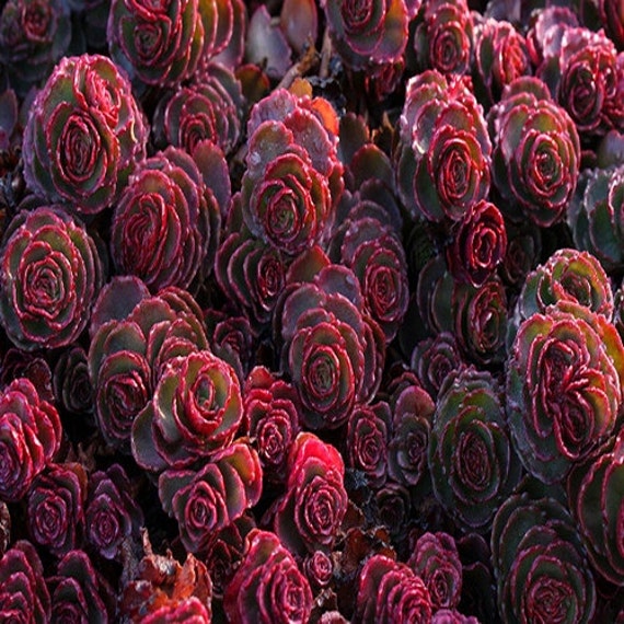 Sedum Dragons Blood Succulent Seeds Spurium Coccineum Etsy Sedum Dragons Blood Succulent Seeds Spurium Coccineum Etsy