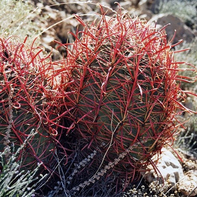California Barrel Cactus Seeds Ferocactus acanthodes 20Seeds image 1