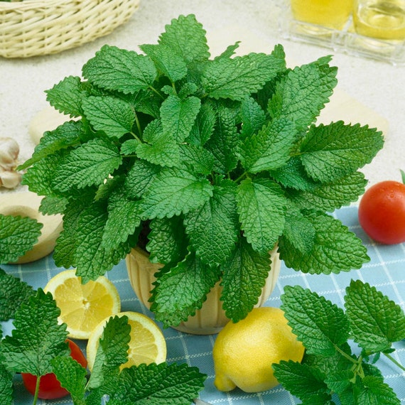 Lemon Balm Herb Seeds (melissa Officinalis) 200+seeds - Etsy