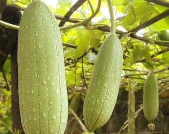 Gourd Luffa Sponge Seeds (Luffa Cylindrica) 15+Seeds