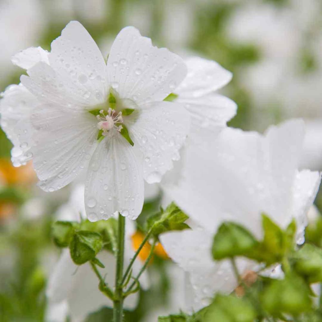 Hollyhock Moschata White Flower Seeds (malva Moschata) 50+seeds - Etsy