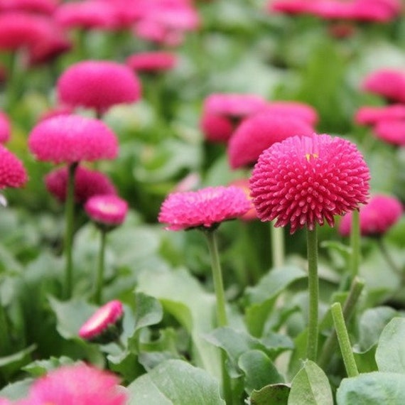 Anglais Marguerite Rose Graines De Fleurs Bellis Perennis 200 Graines