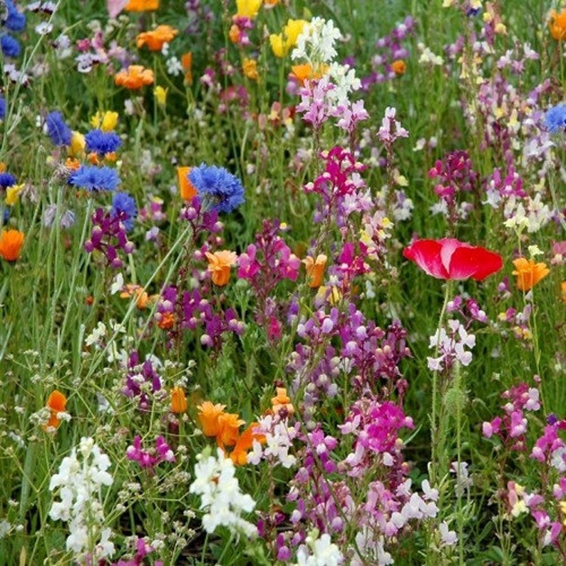 Wildflower Dryland Mix Seeds 7gseeds - Etsy