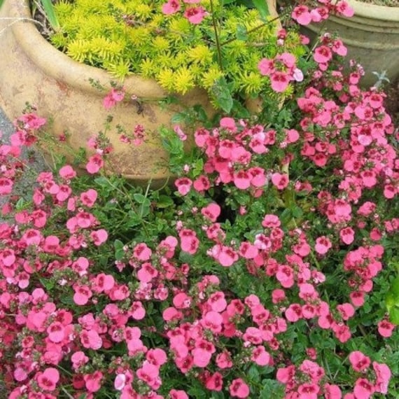 Twinspur Pink Queen Flower Seeds (Diascia Barberae) 200+