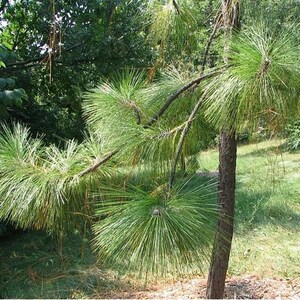 Longleaf Pine Tree Seeds Pinus palustris 5Seeds image 3