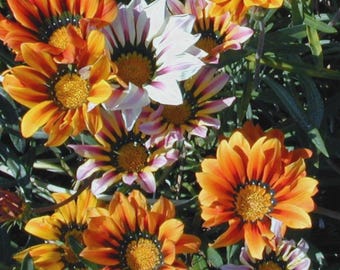Gazania Splendens Mix  Flower Seeds (Gazania Splendens) 30+Seeds
