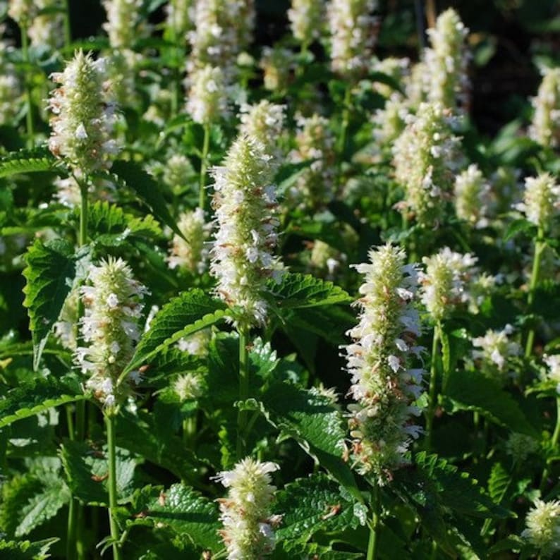 UnderTheSunSeeds Giant Hyssop Seeds - Thumbnail 2