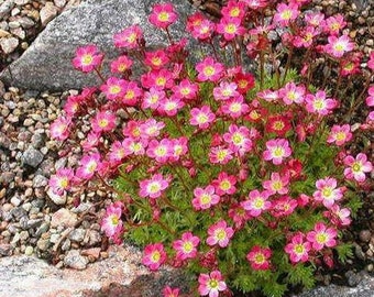 Saxifraga Rose Robe Flower Seeds (Saxifraga Arendsii) 100+Seeds