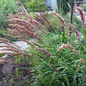 Melica Red Spire Ornamental Grass Seeds Melica Altissima 30Seeds image 3