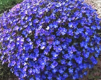 Rockcress Cascading Blue Flower Seeds (Aubrieta Hybrida) 50+Seeds