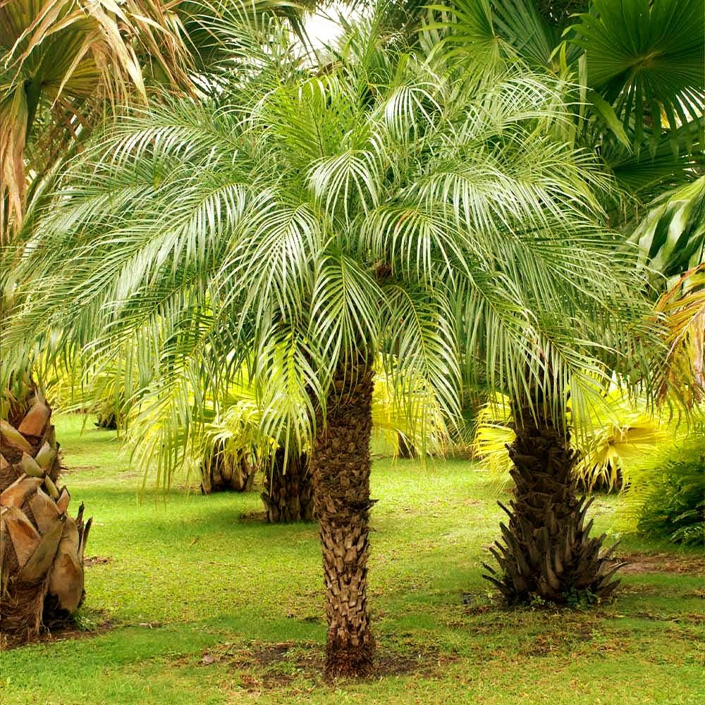 PALMO様用　LANE 50's ビンテージ アクレイムシリーズ サークルテー Pygmy Date Palm Tree Seeds (phoenix Roebelenii) 10+seeds - Etsy